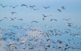 Birds in Motion