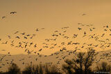 Silhouttes of Birds in Flight