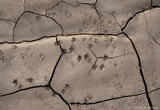 Desert Party Footprints