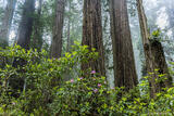Redwoods and Rhododendron