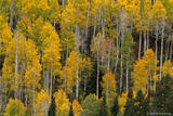 Fall in Colorado