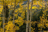 Aspen Forest