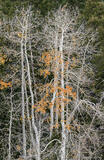 White Trunk and Fall Leaves