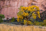 Fall in Capitol Reef