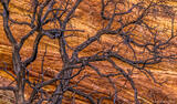 Dead Tree and Sandstone
