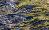 Rushing Stream Greens
