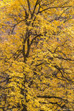 Yellow of Fall