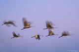 Sandhill Cranes in Motion