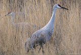 Sandhill Cranes in Grasses