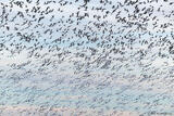 Snow Geese in Central Valley