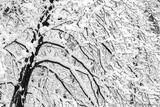 Snow Covered Branches
