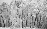 Snowcovered Trees