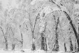 Trees In Snowstorm