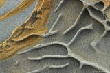 Sandstone Bones