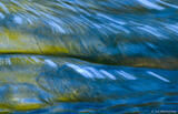 Blue water curl