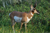 Pronghorn Posed
