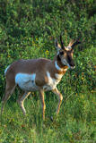 Pronghorn Walking