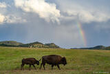Bison and Rainbow
