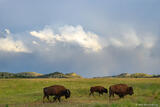 Three Bison Walking