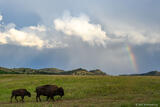 Two Bison and Rainbow