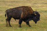 Bison In Motion