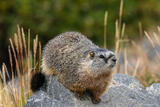 Curious Marmot