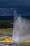 Geyser in Yellowstone Erupting