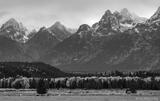 Grand Tetons and Horses