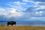 Bison Along Yellowstone Lake