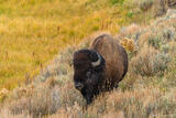 Bison In Sage