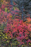 Fall In The Forest