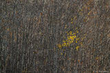 Last Leaves of Fall