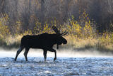 Moose Crossing River