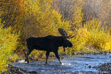 Moose Entering River