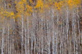 Bare Trees Orange Tops