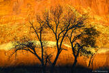 Tree Silhouette Against Canyon Wall