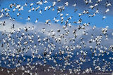 Snow Geese In Flight