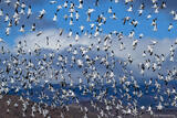 Snow Geese Liftoff