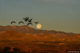 Cranes and Moon