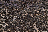 Mainly Female Redwinged Blackbirds