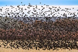Red-winged Blackbirds Take Flight