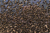 Swarm of Red-winged Blackbirds
