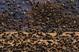 Translucent Red-winged Blackbirds