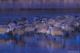Cranes Sleeping