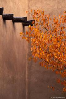 Vigas and Apple Tree
