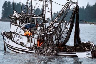 Salmon Being Pulled Onboard Illustrated