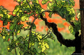 Vineyard in Italy