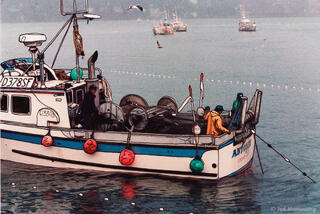 Fishing for Herring