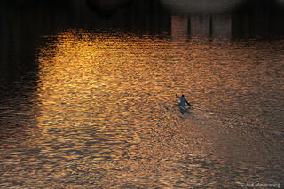 Kayaking on Arno River