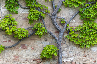 Vine Against Building